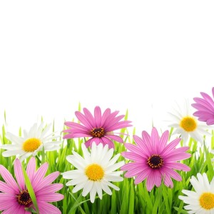 cropped-bigstock-Daisy-flower-in-green-grass-273684951.jpg
